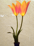 Tulip