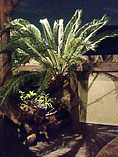Japanese Sago Palm [Sotetsu]