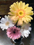 Gerbera