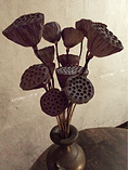 Dry Lotus Pods
