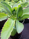 Kalanchoe Daigremontiana