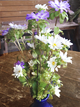 China Aster