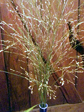 Panicum