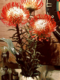 Pincushion Flowers